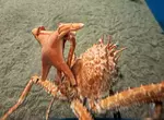 《舉起海星的螃蟹》日本水族館的擬人面蟹爆紅 不是巧合而是真的有這種興趣? 《舉起海星的螃蟹》日本水族館的擬人面蟹爆紅 不是巧合而是真的有這種興趣?