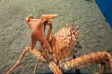《舉起海星的螃蟹》日本水族館的擬人面蟹爆紅 不是巧合而是真的有這種興趣？