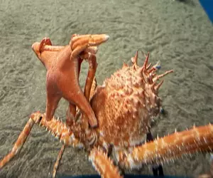 《舉起海星的螃蟹》日本水族館的擬人面蟹爆紅 不是巧合而是真的有這種興趣？