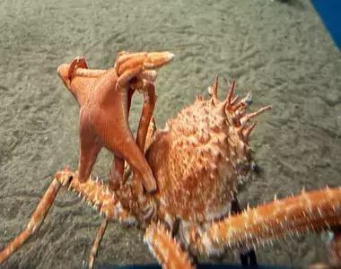 《舉起海星的螃蟹》日本水族館的擬人面蟹爆紅 不是巧合而是真的有這種興趣？