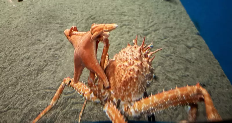 《舉起海星的螃蟹》日本水族館的擬人面蟹爆紅 不是巧合而是真的有這種興趣？