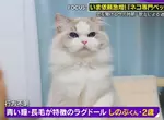 專門尋找失蹤貓咪的《日本尋貓偵探》害貓咪不敢回家的常常是飼主本人？