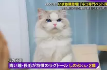 專門尋找失蹤貓咪的《日本尋貓偵探》害貓咪不敢回家的常常是飼主本人？