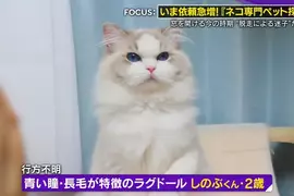 專門尋找失蹤貓咪的《日本尋貓偵探》害貓咪不敢回家的常常是飼主本人？