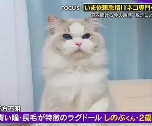專門尋找失蹤貓咪的《日本尋貓偵探》害貓咪不敢回家的常常是飼主本人？