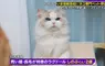 專門尋找失蹤貓咪的《日本尋貓偵探》害貓咪不敢回家的常常是飼主本人？