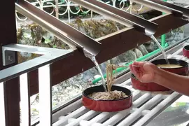日本社群話題《瀑布流水蕎麥麵》鐘乳石洞觀光必吃創意美食