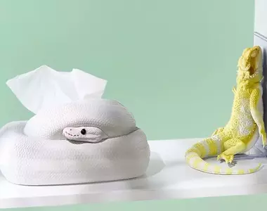一番賞《爬蟲類＆兩棲類 Tiny Friends vol.3》將於8月29號正式發售，可愛商品如鬃獅蜥書擋外加球蟒衛生紙抽等都超有魅力