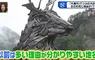 突然冒出一堆鹿的《日本長野大鹿村》村名不就講得很清楚了嗎？