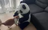 瞞著老婆買來的《超巨熊貓玩偶》家人傻眼之後接下來就是毛茸茸的摸到爽生活