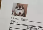 網友分享《愛犬的病例照片》剛剛做完討厭的肛門腺擠壓還氣噗噗的樣子超好笑XD