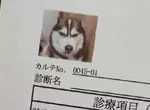 網友分享《愛犬的病例照片》剛剛做完討厭的肛門腺擠壓還氣噗噗的樣子超好笑XD