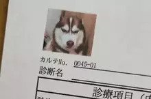 網友分享《愛犬的病例照片》剛剛做完討厭的肛門腺擠壓還氣噗噗的樣子超好笑XD