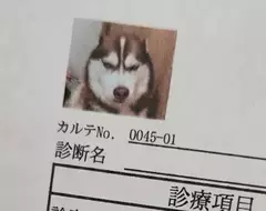網友分享《愛犬的病例照片》剛剛做完討厭的肛門腺擠壓還氣噗噗的樣子超好笑XD
