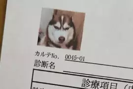 網友分享《愛犬的病例照片》剛剛做完討厭的肛門腺擠壓還氣噗噗的樣子超好笑XD