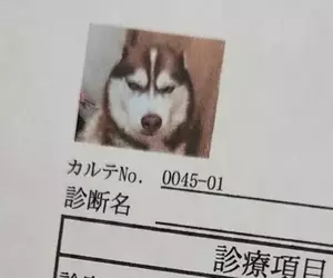 網友分享《愛犬的病例照片》剛剛做完討厭的肛門腺擠壓還氣噗噗的樣子超好笑XD