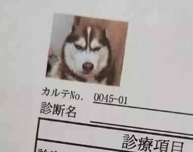 網友分享《愛犬的病例照片》剛剛做完討厭的肛門腺擠壓還氣噗噗的樣子超好笑XD