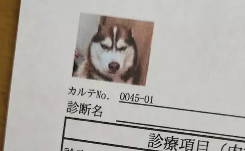 網友分享《愛犬的病例照片》剛剛做完討厭的肛門腺擠壓還氣噗噗的樣子超好笑XD