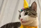 《每天過生日的貓》上個月過生日換穿壽星裝 從此再也不想脫下來了