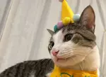 《每天過生日的貓》上個月過生日換穿壽星裝 從此再也不想脫下來了