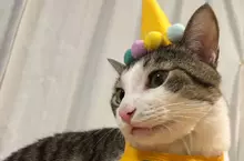 《每天過生日的貓》上個月過生日換穿壽星裝 從此再也不想脫下來了