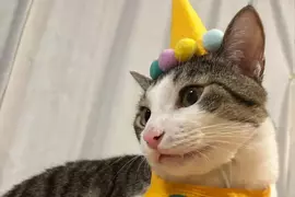 《每天過生日的貓》上個月過生日換穿壽星裝 從此再也不想脫下來了