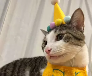 《每天過生日的貓》上個月過生日換穿壽星裝 從此再也不想脫下來了