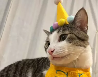 《每天過生日的貓》上個月過生日換穿壽星裝 從此再也不想脫下來了