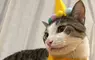 《每天過生日的貓》上個月過生日換穿壽星裝 從此再也不想脫下來了