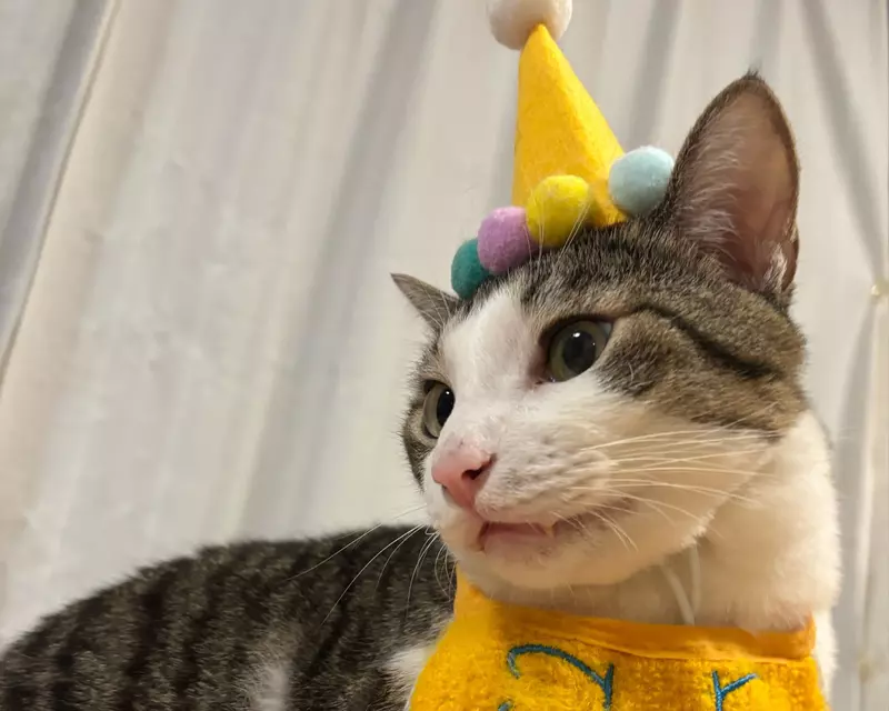 《每天過生日的貓》上個月過生日換穿壽星裝 從此再也不想脫下來了