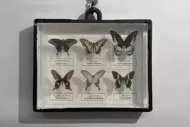 扭蛋商品《蝴蝶標本》將於2027年1月推出，五種造型全做成方便攜帶的尺寸登場
