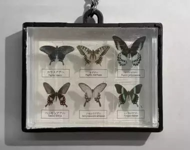 扭蛋商品《蝴蝶標本》將於2027年1月推出，五種造型全做成方便攜帶的尺寸登場