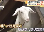 《東京爆紅新景點》大都會的車站前竟然有山羊？每天療癒著辛苦通勤的上班族