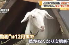 《東京爆紅新景點》大都會的車站前竟然有山羊？每天療癒著辛苦通勤的上班族