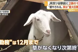 《東京爆紅新景點》大都會的車站前竟然有山羊？每天療癒著辛苦通勤的上班族