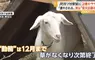 《東京爆紅新景點》大都會的車站前竟然有山羊？每天療癒著辛苦通勤的上班族