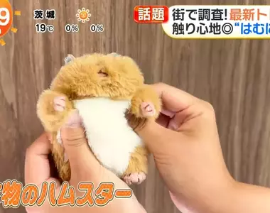 日本超人氣倉鼠娃娃《倉鼠飯糰》橫掃年輕女性的娃活市場
