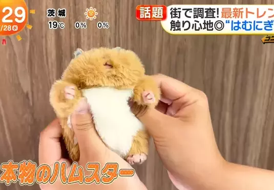 日本超人氣倉鼠娃娃《倉鼠飯糰》橫掃年輕女性的娃活市場
