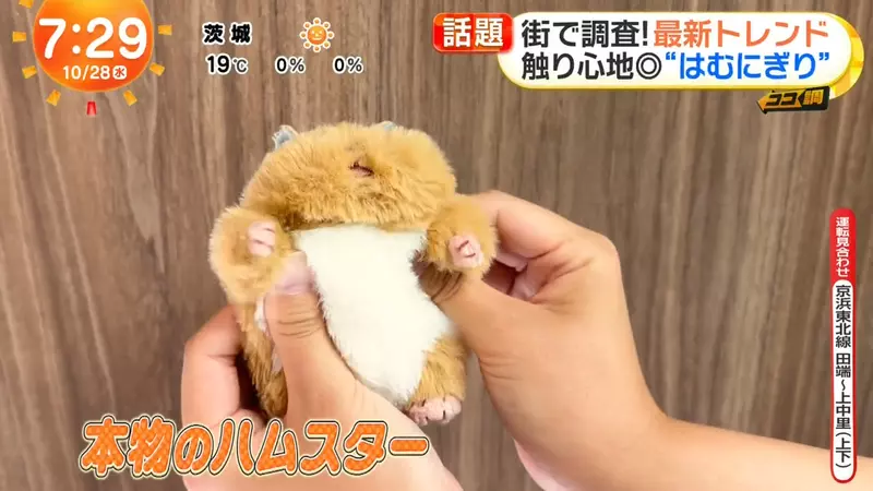 日本超人氣倉鼠娃娃《倉鼠飯糰》橫掃年輕女性的娃活市場