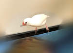 《文鳥玩假睫毛的結果》恭喜獲得一隻留著莫霍克頭的龐克文鳥ww 《文鳥玩假睫毛的結果》恭喜獲得一隻留著莫霍克頭的龐克文鳥ww
