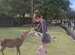 日本奈良公園 實際體驗鹿仙貝被小鹿秒殺的感覺