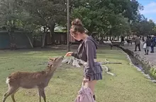 日本奈良公園 實際體驗鹿仙貝被小鹿秒殺的感覺