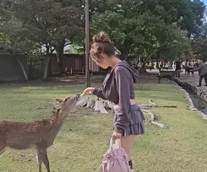 日本奈良公園 實際體驗鹿仙貝被小鹿秒殺的感覺