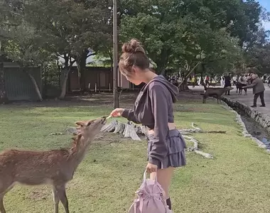 日本奈良公園 實際體驗鹿仙貝被小鹿秒殺的感覺